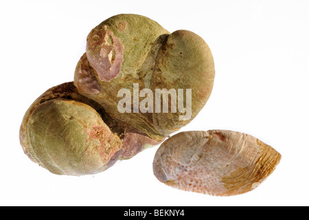 Amerikanische Pantoffel Napfschnecken (Crepidula Fornicata), Normandie, Frankreich Stockfoto