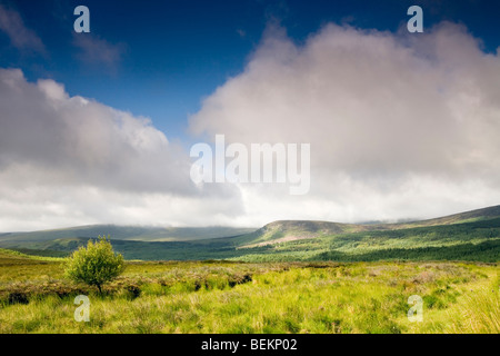 Einsamer Baum in einer irischen Landschaft mit Wolken über einem blauen Himmel. Stockfoto