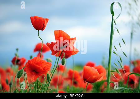 Malerische Aussicht auf wilde rote Mohnblumen vor blauem Himmel Stockfoto