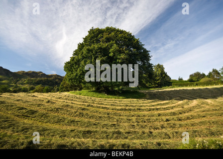 Ein frisch gemähtem Heu Wiese und Baum in Kentmere an einem Sommertag in der Sonne. Kentmere, Lake District, Cumbria, England, UK Stockfoto