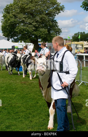 Junge Handler mit Rindern im Show-ring Stockfoto