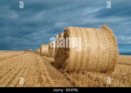 Eine Reihe von gelben Heuballen in einem Feld liegen. Stockfoto