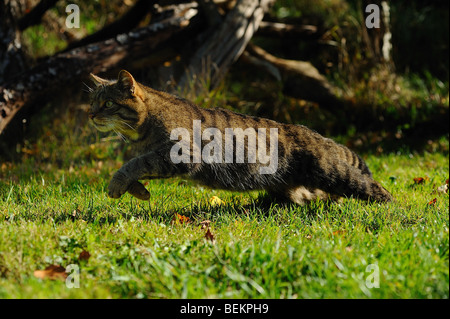 Schottische Wildkatze Stockfoto