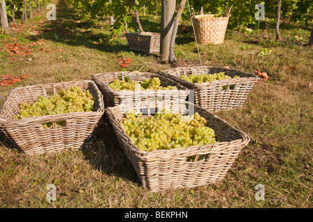 Erntezeit bei Tas Tal Weinberg Forncett St Peters Norfolk England Stockfoto