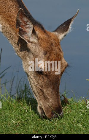 Nahaufnahme des Kopfes des weiblichen (Hirschkuh)-Rothirsch (Cervus Elaphus) Essen Rasen am Ufer des Sees, Surrey, Vereinigtes Königreich. Stockfoto