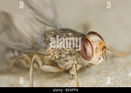 neu geschlüpften männlichen Savannah Tsetse-Fliege (Glossina Morsitans Morsitans) Stockfoto