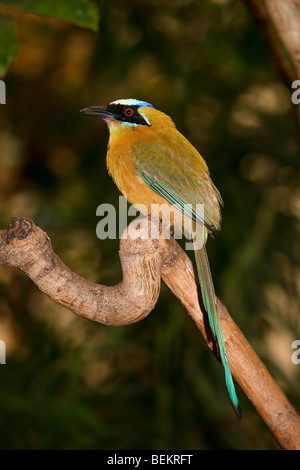 Vogel: Blau-gekrönter Motmot sitzend auf Baum Stockfoto