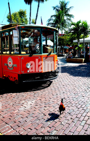 Key West-Huhn Stockfoto