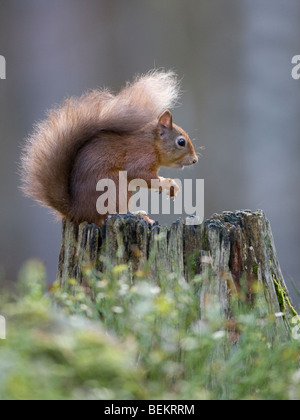 Eichhörnchen Sciurus Vulgaris auf Baum stumpf in die Cairngorms Stockfoto