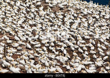 Hunderte von Basstölpeln auf die Kolonie auf Bonaventure Island in Quebec. Stockfoto