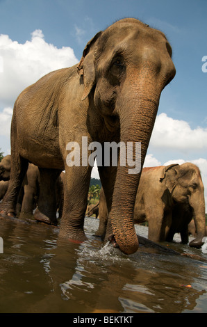 Asiatische Elefanten in Sri Lanka Pinnewala Stockfoto