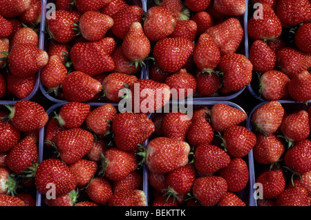 Boxen mit geernteten und verpackt bebauten Erdbeeren (Fragaria) Stockfoto