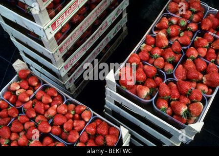 Boxen mit geernteten und verpackt bebauten Erdbeeren (Fragaria) Stockfoto