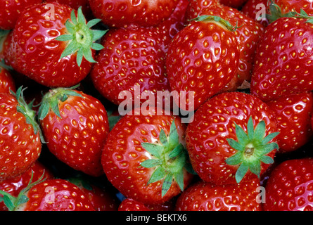 Nahaufnahme von bebauten Erdbeeren (Fragaria) Stockfoto