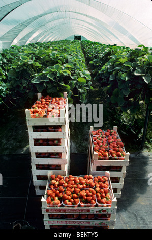 Boxen mit geernteten und verpackt bebauten Erdbeeren (Fragaria) im Gewächshaus Stockfoto