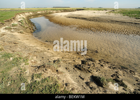 Wattenmeer in der Natur Zwin reservieren, Knokke, Belgien Stockfoto