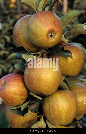 Äpfel wachsen auf Baum, St. Truiden, Belgien Stockfoto