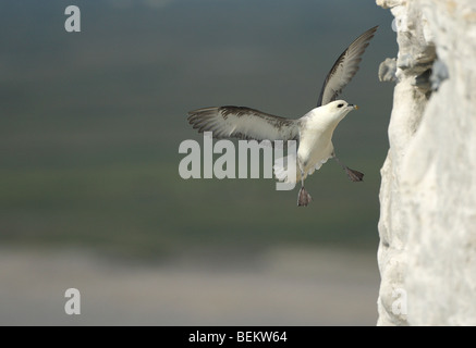 Fulmar paar Verschachtelung (Fulmarus Cyclopoida) auf Klippe, Frankreich Stockfoto