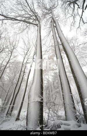 Schneebedeckte Buchenwald (Fagus Sylvatica) im Nebel im Winter, Frankreich Stockfoto