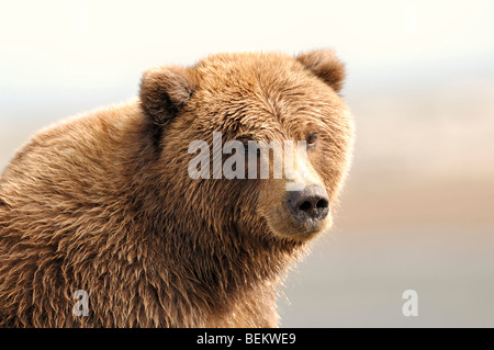 Stock Foto eine Nahaufnahme Bild des einen Alaskan Braunbär, Lake-Clark-Nationalpark. Stockfoto