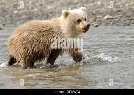 Stock Foto von eine Blondine-Phase Alaskan Brown Bear Cub zu Fuß über einen Bach, Lake-Clark-Nationalpark. Stockfoto