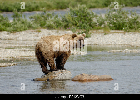 Brown Bear "oder" Grizzly Bär, Ursus Arctos Horribilis, Katmai Nationalpark, Alaska Stockfoto