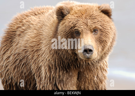 Stock Foto eine Nahaufnahme Bild des einen Alaskan Braunbär, Lake-Clark-Nationalpark. Stockfoto