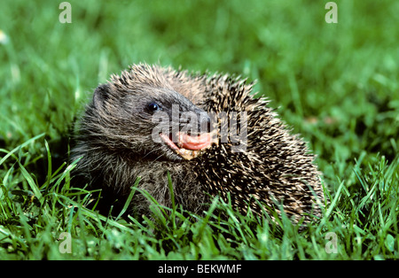 Europäische Igel (Erinaceus Europaeus) im Garten anwenden einer schaumigen Speichel auf seine Stacheln Stockfoto