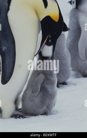 KAISERPINGUIN MIT KÜKEN, ANTARKTIS Stockfoto