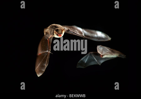 Zwei Natterer Fledermäuse (Myotis Nattereri) fliegen und jagen in der Nacht Stockfoto