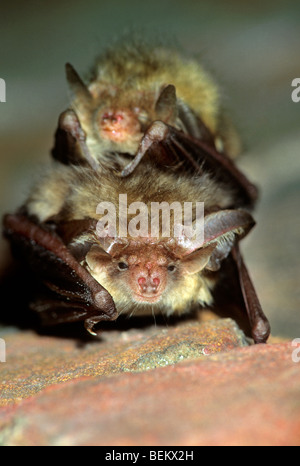 Braune Langohren Fledermaus / gemeinsame langohrige Fledermäuse (Langohrfledermäuse Auritus) im Icehouse, Europa Stockfoto