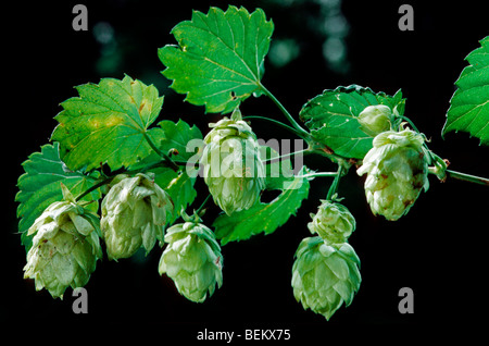 Nahaufnahme von Zweig mit Blättern und Zapfen des Hopfens (Humulus Lupulus) Stockfoto