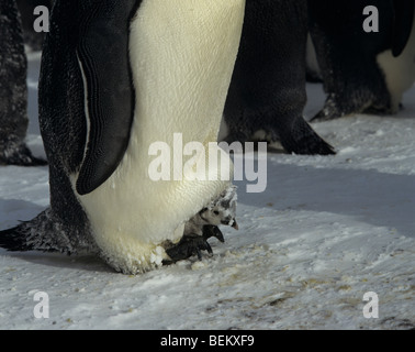 KAISER-PINGUIN-KÜKEN, ANTARKTIS Stockfoto