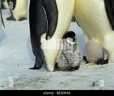 KAISER-PINGUIN-KÜKEN, ANTARKTIS Stockfoto