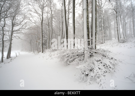 Schneebedeckte Buchenwald (Fagus Sylvatica) im Nebel im Winter, Frankreich Stockfoto