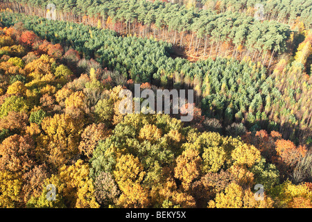 Mischwald mit Eichen (Quercus Robur) Buche (Fagus Sylvatica) und Birken (Betula SP.) mit Kiefernwald im Herbst aus der Luft, Stockfoto