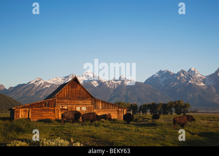 Amerikanischer Bison, Büffel (Bison Bison) Herde vor alten hölzernen Scheune und Grand Teton Range, Grand Teton NP, Wyoming, USA Stockfoto