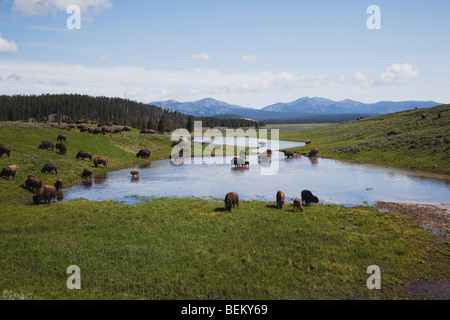 Amerikanischer Bison, Büffel (Bison Bison), Herde, Yellowstone NP, Wyoming, USA Stockfoto