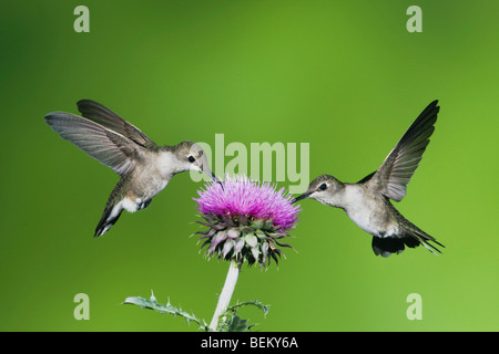 Schwarzer-chinned Kolibri (Archilochos Alexander), Weibchen ernähren sich von Texas Distel, Fronleichnam, Coastal Bend, Texas, USA Stockfoto