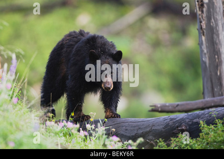Schwarzer Bär (Ursus Americanus), Erwachsene auf Log, Yellowstone-Nationalpark, Wyoming, USA Stockfoto