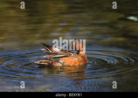Zimt Krickente (Anas Cyanoptera), Erwachsene putzen, Grand Teton NP, Wyoming, USA Stockfoto