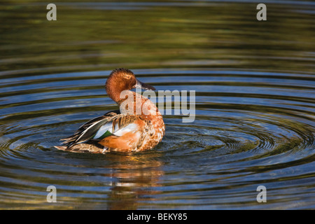 Zimt Krickente (Anas Cyanoptera), Erwachsene putzen, Grand Teton NP, Wyoming, USA Stockfoto