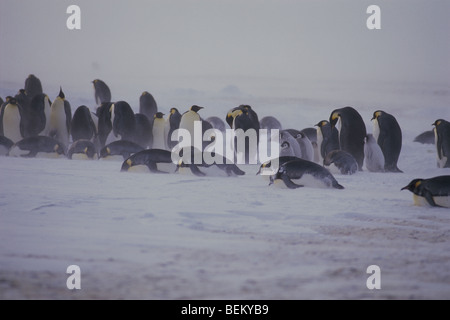 KAISERPINGUINE MIT KÜKEN IN EINEM SCHNEESTURM, ANTARKTIS Stockfoto