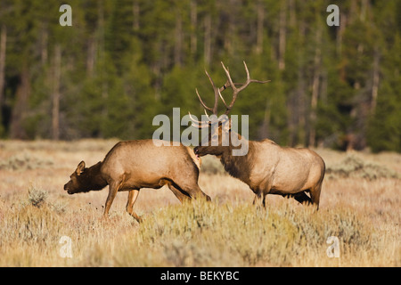 Elch, Wapiti (Cervus Elaphus), Stier riecht Kuh, Yellowstone NP, Wyoming, USA Stockfoto