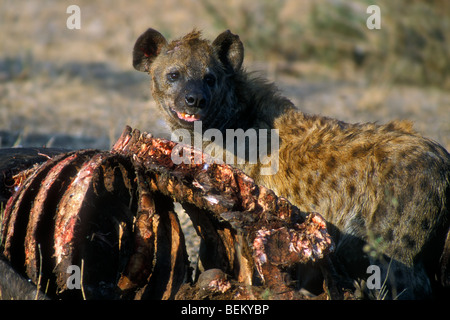 Gefleckte Hyänen (Crocuta Crocuta) Fütterung auf Büffel Karkasse, Krüger Nationalpark, Südafrika Stockfoto