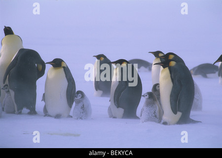 KAISERPINGUINE MIT KÜKEN IN EINEM SCHNEESTURM, ANTARKTIS Stockfoto