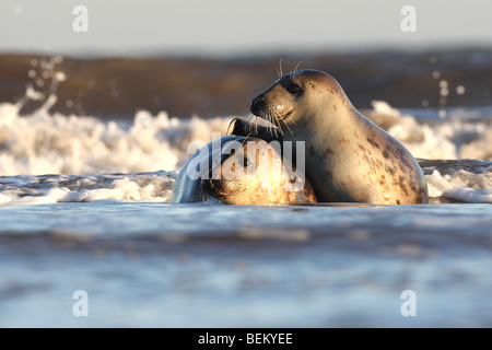 Kegelrobben (Halichoerus Grypus) spielen im Meer, UK Stockfoto