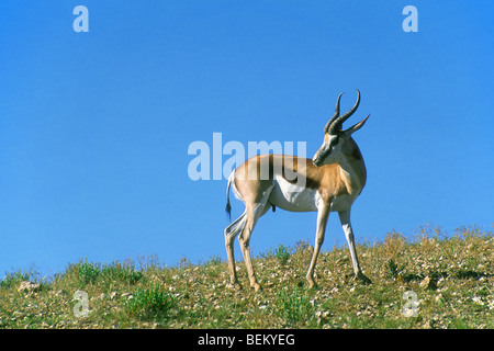 Blick zurück, während Freilegung Wunde im Hals zugefügt von heftigen territorialen Kampf, Kalahari-Wüste, Südafrika Springbock Stockfoto