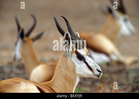 Springbock (Antidorcas Marsupialis) Herde ruht in der Wüste Kalahari, Kgalagadi Transfrontier Park, Südafrika Stockfoto