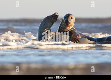 Kegelrobben (Halichoerus Grypus) spielen im Meer, UK Stockfoto